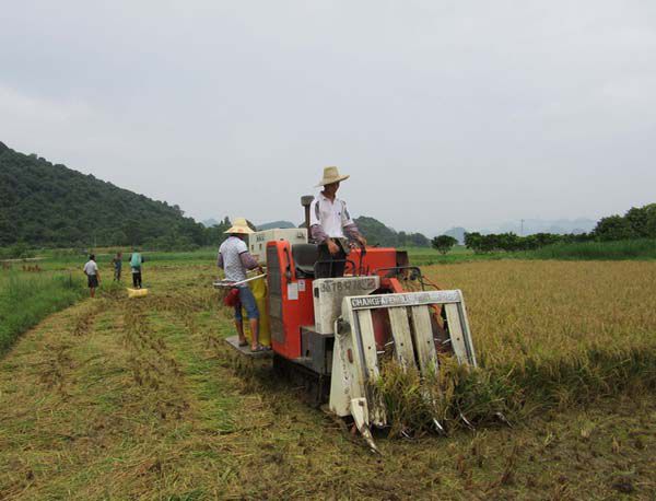 廣西農(nóng)業(yè) 廣西農(nóng)業(yè)