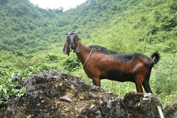 大瑯山牧業(yè)