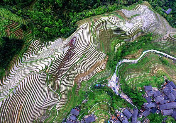廣西龍勝各族自治縣龍脊鎮(zhèn)平安村的梯田（4月20日攝）。