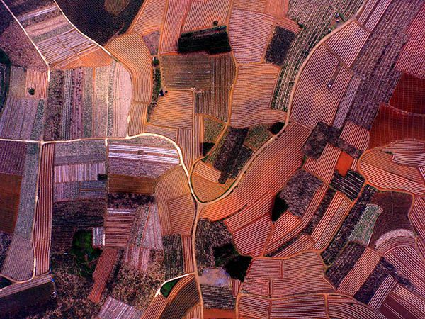 廣西南寧市西鄉(xiāng)塘區(qū)壇洛鎮(zhèn)香蕉園（4月3日攝）