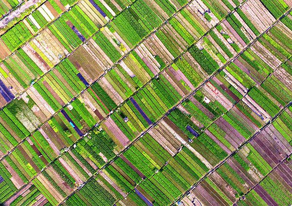廣西南寧市西鄉(xiāng)塘區(qū)安吉大道旁西津村的菜園（2月12日攝）。