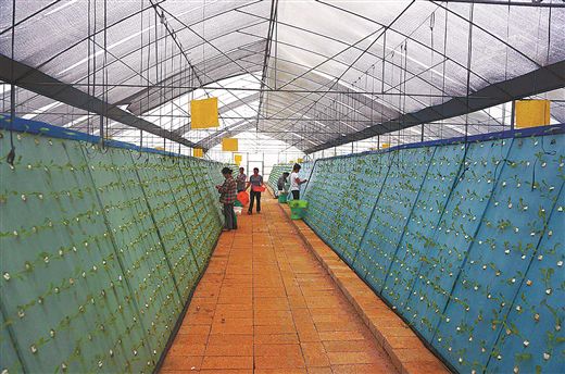 栽培工廠 栽培工廠