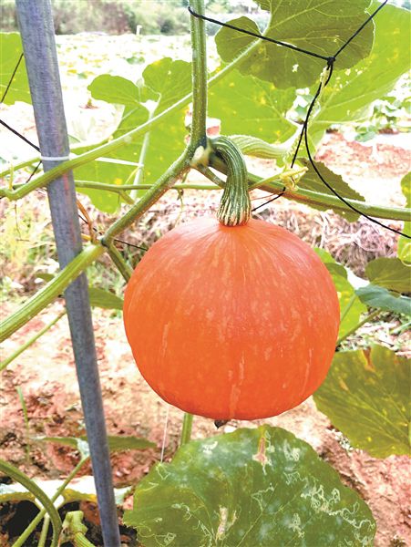 南瓜 南瓜
