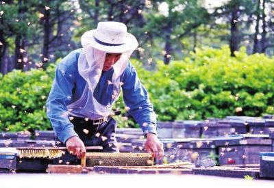 蜂農(nóng) 蜂農(nóng)